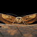 Luxiaria phyllosaria (Walker, 1860)