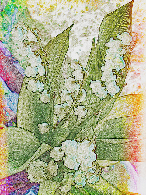 "Lily Of The Valley"