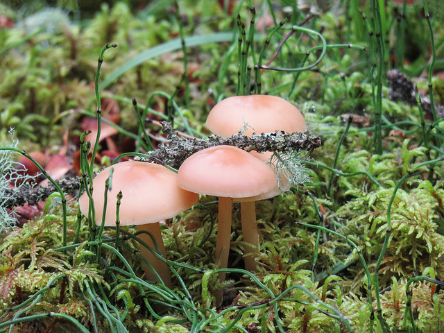 Treasures of the Ghost River forest -  a little bit of everything