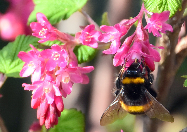 Johannisbeerblüte mit Hummel