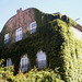 House with coat of ivy.