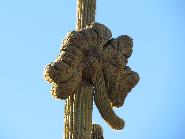 Crested Saguaro