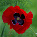 coquelicot ....