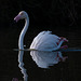 Flamand rose