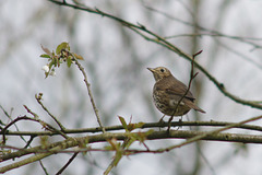 Song Thrush