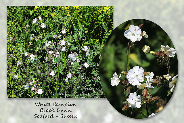 White Campion - Brock Down - Seaford - 21.5.2015