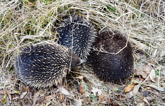 echidna trio