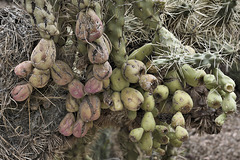 Low Hanging Fruit – Desert Botanical Garden, Papago Park, Phoenix, Arizona