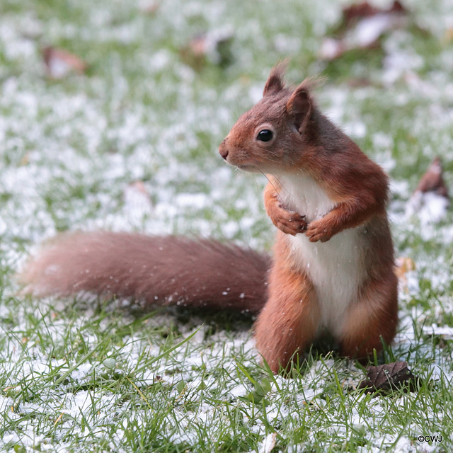 It is cold work foraging in snow