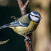 Blue tit