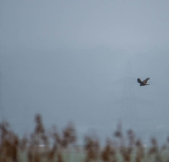 Marsh harrier hunting in the distance