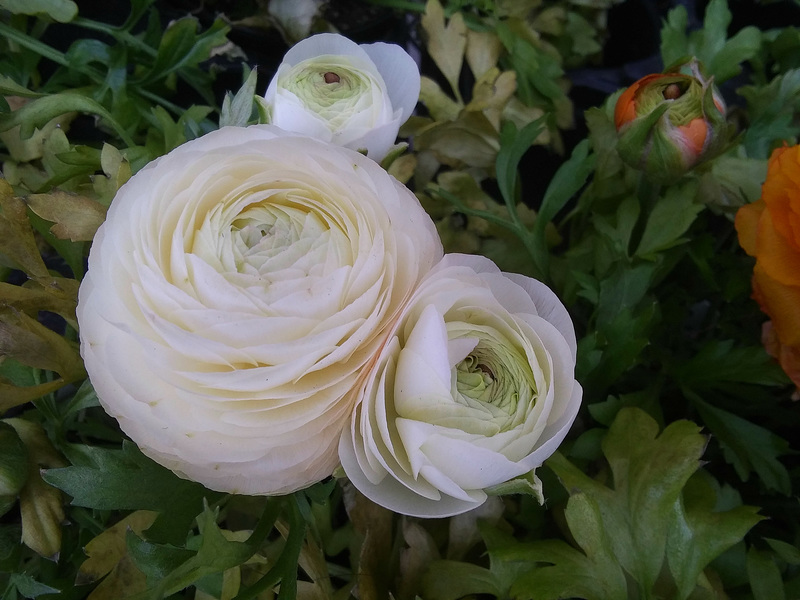 White ranunculus