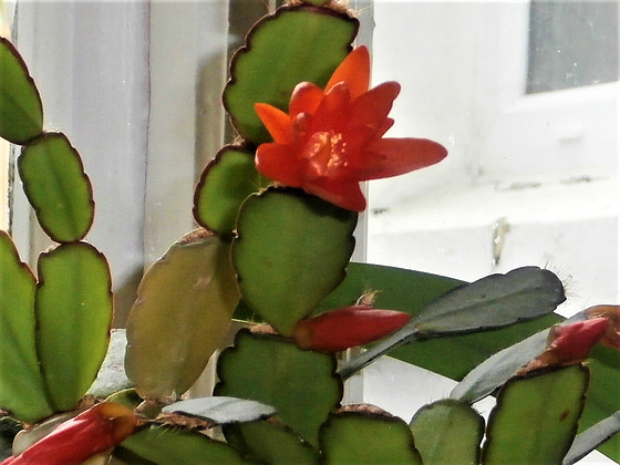 The first of the cactus flower.