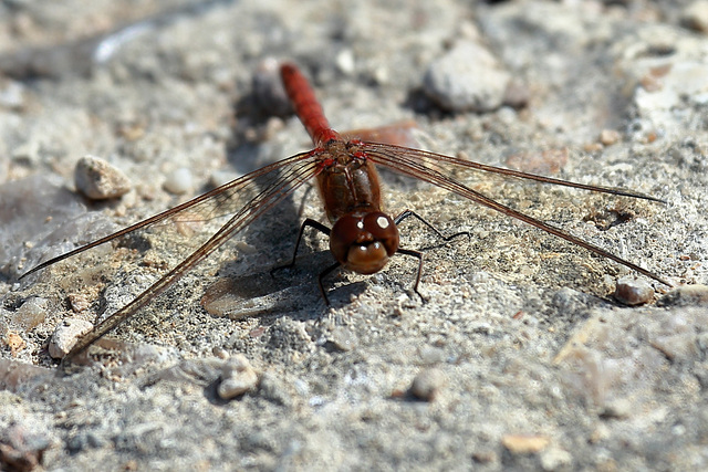 EOS 6D Peter Harriman 11 39 18 39192 ruddyDarter dpp