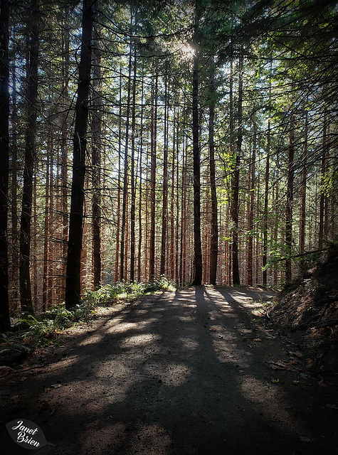 Dappled Shadows at LL Stub Stewart State Park! (+3 insets)