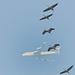 Kraniche - fliegen - im Hintergrund Flugzeug der Lufthansa