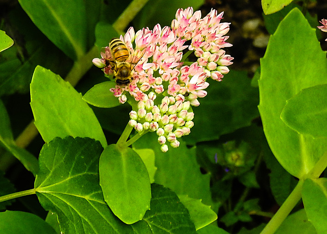 20210913 2865CPw [D~LIP] Fetthenne (Sedum 'Herbstfreude'), Honigbiene, Bad Salzuflen