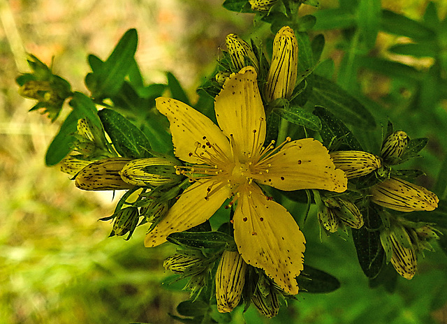 20230618 1024CPw [D~LIP] Johanniskraut (Hypericum perforatum) [Tüpfel-Hartheu], Bad Salzuflen