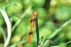 Broad Scarlet f (Crocothemis erythraea) (3)