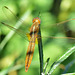 Broad Scarlet f (Crocothemis erythraea) (3)