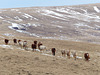 Non-wild horses in a wild landscape