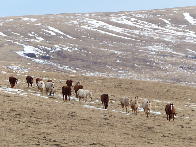 Non-wild horses in a wild landscape