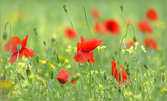 Poppies in the Field...