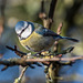 Blue tit2