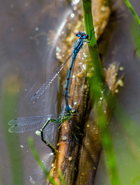 Mating damsel flies, Burton wetlands