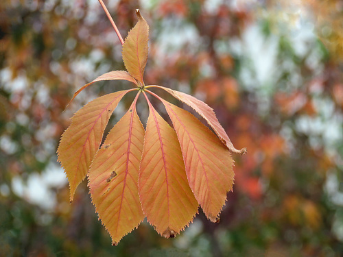 A sure sign of fall