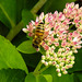 20210913 2866CPw [D~LIP] Fetthenne (Sedum 'Herbstfreude'), Honigbiene, Bad Salzuflen