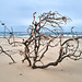 Murrays Beach / Shell Tree (near Coffs Harbour)