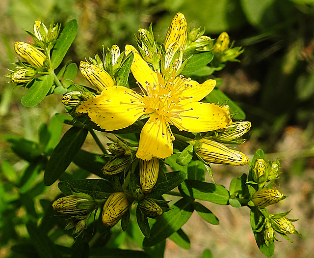 20230618 1025CPw [D~LIP] Johanniskraut (Hypericum perforatum) [Tüpfel-Hartheu], Bad Salzuflen