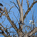 One tree four birds