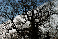 Blue Sky over a Tree in Winter