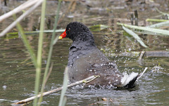 Poule d'eau