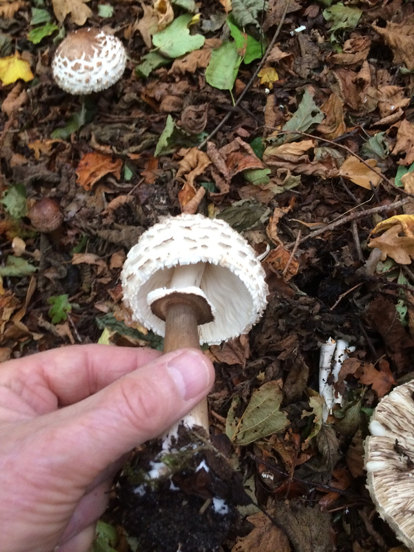 A group of Macrolepiota? Parasol Mushroom? growing in a copse of hazel trees amongst the autumn leaves