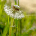 Pusteblume