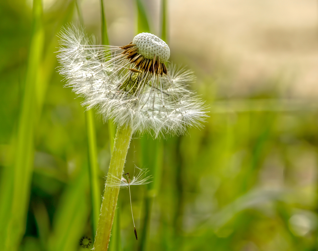 Pusteblume