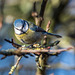 Blue tit3