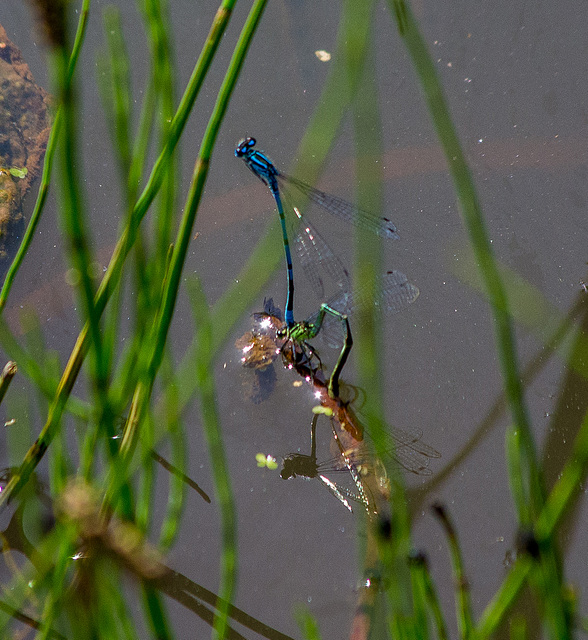 Mating damsel flies2, Burton wetlands