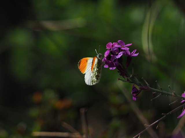Orange Tipped Butterfly