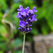 20210913 2868CPw [D~LIP] Lavendel (Lavandula angustifolia), Bad Salzuflen