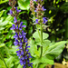 20230618 1028CPw [D~LIP] Salbei (Salvia nemorosa), Bad Salzuflen