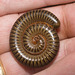 IMG 2257 Millipede