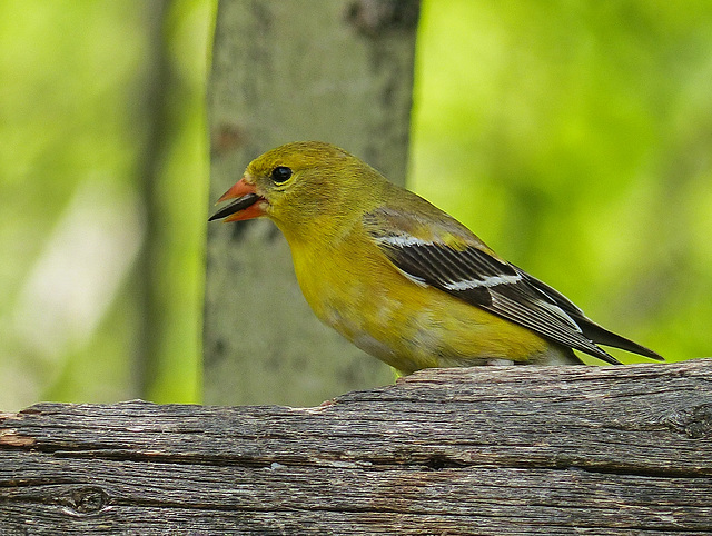 American Goldfinch female with Sunflower seed