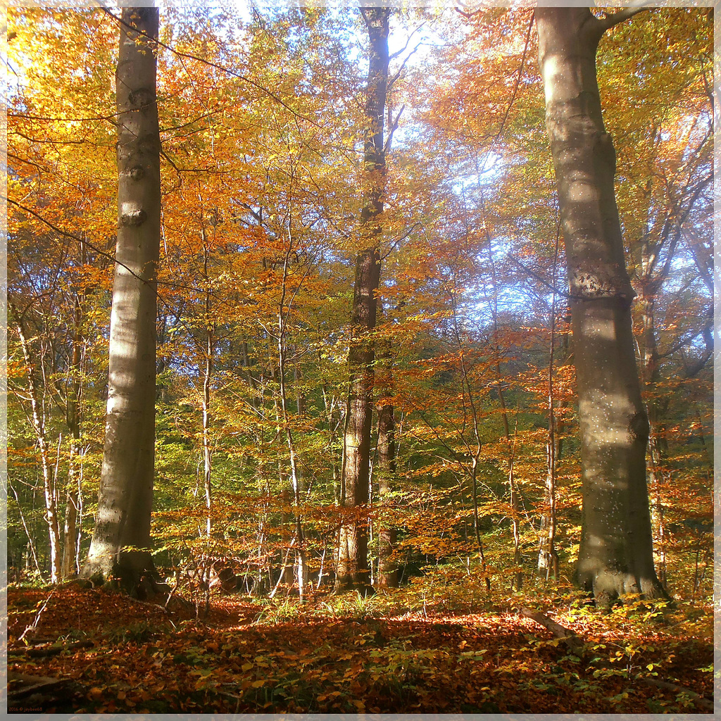 Herbstwald