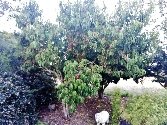 laden nectarine tree