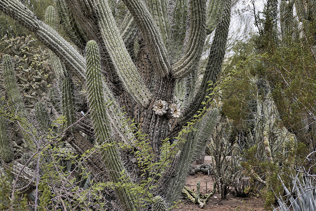 Toothpick Cactus with Two Rosettes – Desert Botanical Garden, Papago Park, Phoenix, Arizona