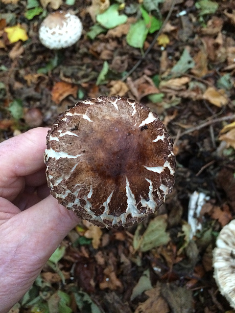 A group of Macrolepiota? Parasol Mushroom? growing in a copse of hazel trees amongst the autumn leaves